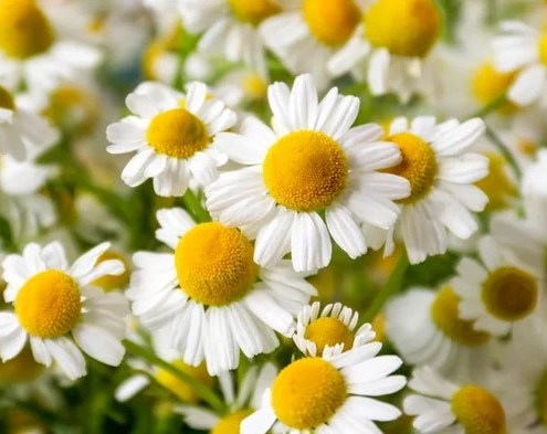 LUNA FARM لونا فارم تولیدکننده محصولات مراقبت از پوست و مو