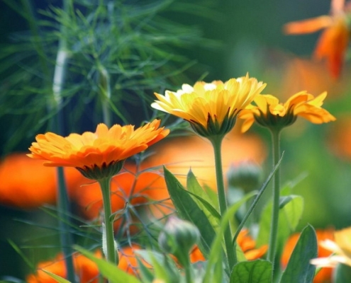 LUNA FARM لونا فارم تولیدکننده محصولات مراقبت از پوست و مو