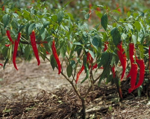 LUNA FARM لونا فارم تولیدکننده محصولات مراقبت از پوست و مو